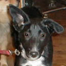 Jet was adopted in May, 2005